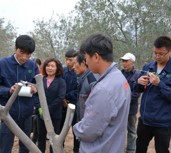公司從產(chǎn)業(yè)鏈起始端著手，引進(jìn)良種優(yōu)苗，繁育基地苗圃，優(yōu)化樹(shù)種，以?xún)?yōu)質(zhì)的橄欖樹(shù)苗為生產(chǎn)特級(jí)初榨橄欖油提供基礎(chǔ)保障。在以自建萬(wàn)畝國(guó)家標(biāo)準(zhǔn)化油橄欖..